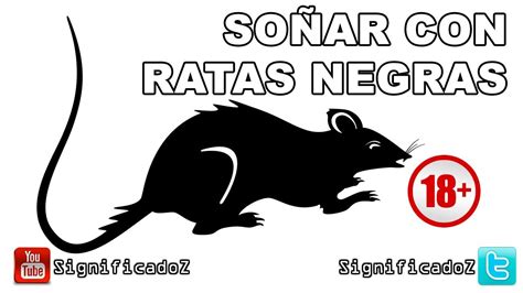 Qué significa soñar con una rata negra Descubre el significado de