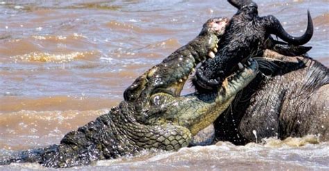 Alligator vs. Crocodile: 6 Key Differences and Who Wins in a Fight