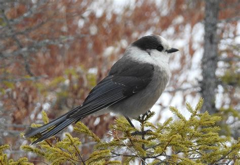 Canada Jay Winter Birds Of Alberta INaturalist Canada