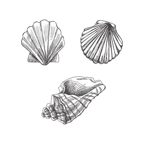 shell drawings easy 10