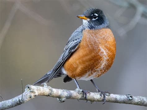 American Robin - eBird