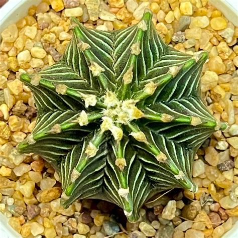 LB2178 ยูเครน 9 พู แท้ 100% ลายบั้งผิวเข้มชัดเจน สันพูคมสวยจัด(Premium ...