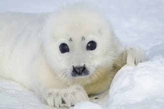 Harp seal pup : Biological Science Picture Directory – Pulpbits.net