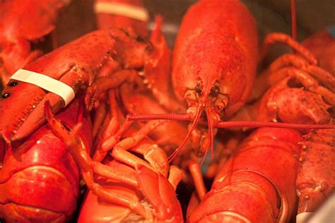 Maine Lobster – Clearly Delicious