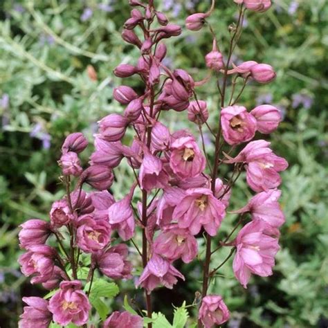 Astolat Delphinium Plants for Sale | Ashridge