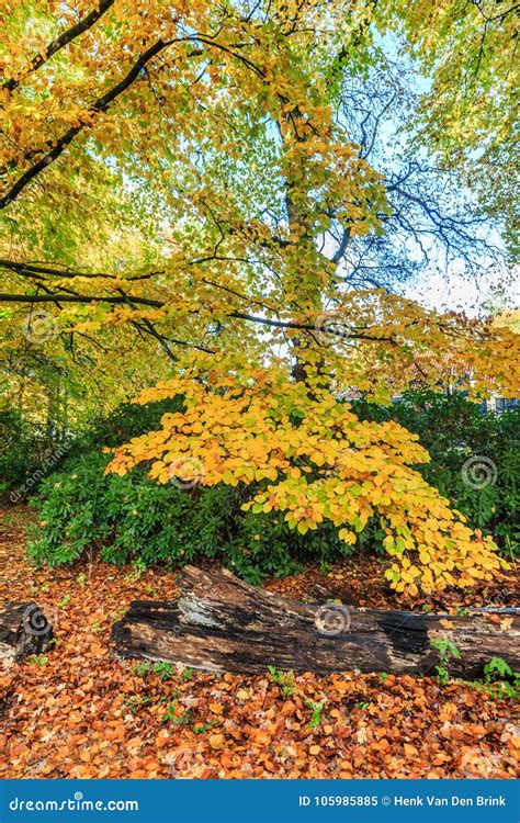 Beech Trees With Leaf In Autumn Color In Natural Forest Stock Image