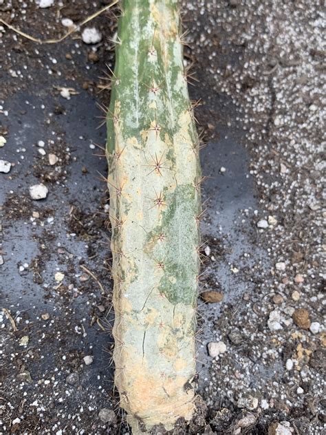 Seed grown cacti dying : r/Trichocereus