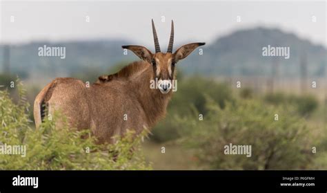 Roan Antelope Hippotragus Equinus Close Up And Turned To Face The