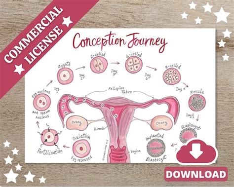 Conception Anatomy Diagram Pregnancy Illustration Poster - Etsy UK