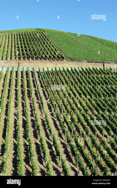 cultivation  wine vineyard vines vine grape vine grape vine