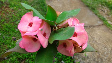 Free Images Blossom Leaf Flower Petal Botany Pink Flora Shrub