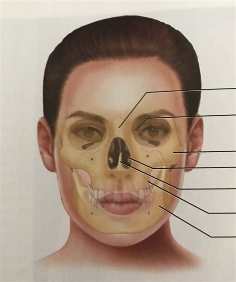 Facial Bones And Surronding Tissues Diagram Quizlet