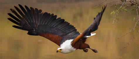 Wildlife in South Sudan - Types of South Sudanese Animals - A-Z Animals