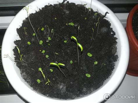 Отзыв о Семена "Уральский Дачник" | беспредел - да, но без аромата