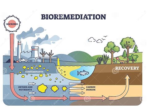 Biorremediação O Que É - Diagrama Do Contorno Da Biorremediação E Contaminação Do Solo Ou Da ...