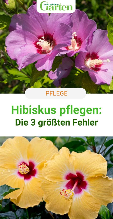 Hibiskus pflegen 3 größten Fehler Blumen für garten