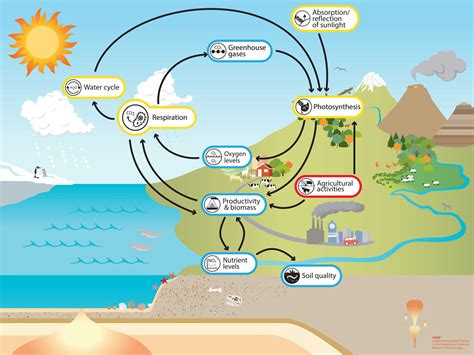 Cellular Respiration Examples Across Different Organisms