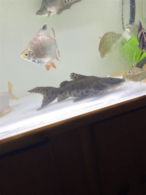 buy super short body tsn catfish monsterfishkeeperscom