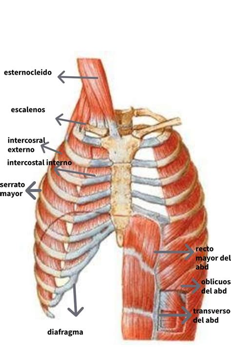 músculos respiratorios