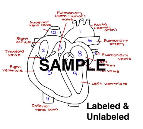 The Heart Diagram Labeled and Unlabeled Worksheets Heart Study Guide ...