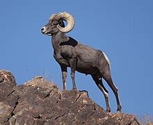 Scouting in Arizona - Wikipedia