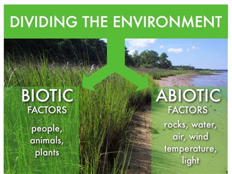 17 best images about Abiotic biotic factors on Pinterest | Activities ...