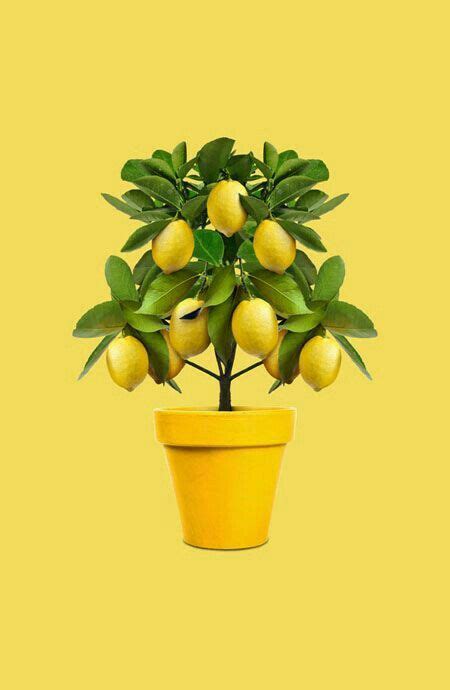 Pin By 🌺daydream Believer🌺 On Lemon Lane Lemon Tree Yellow Aesthetic Lemon