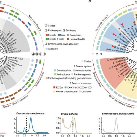 Sex Chromosomes Of Platyhelminths And Nematodes A Genomic And
