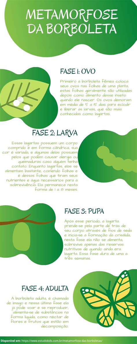 As Fases Da Borboleta - Metamorfose da borboleta 🐛🦋 | Fases da borboleta para imprimir, Projeto ...