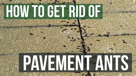 How To Get Rid Of Pavement Ants 3 Simple Steps Youtube