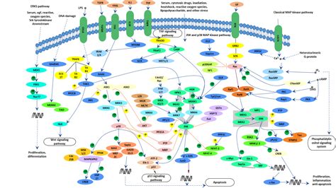 Mapk Signaling Pathway Cusabio 9000 Hot Sex Picture