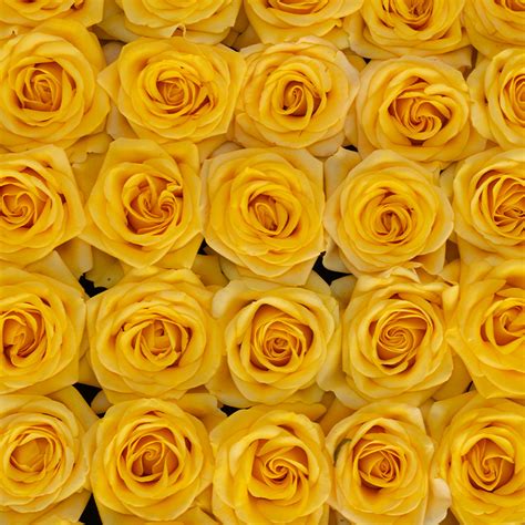 YELLOW BABE Minchi Roses