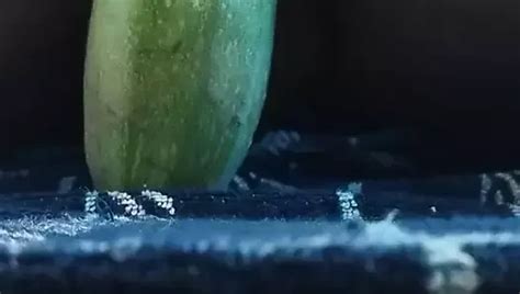 Berserker Gay Porn Videos Sex Model Nudes Xhamster