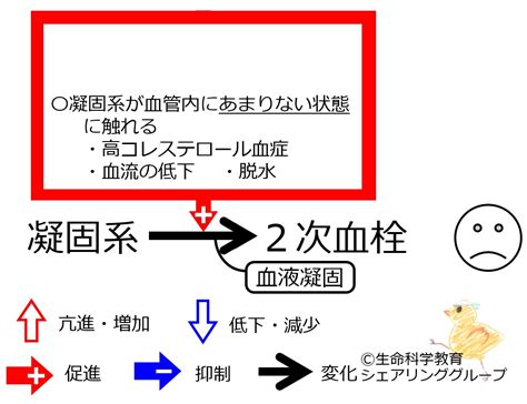 血液骨髄リンパ系 血小板血液凝固系 凝固系 良い凝固と悪い凝固 一歩一歩