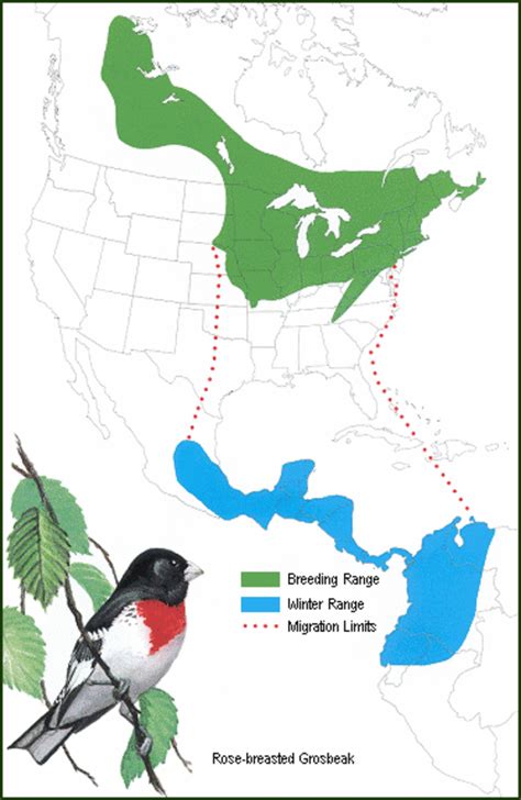 Rose Breasted Grosbeak Migration 2025 - Xavier Barnes