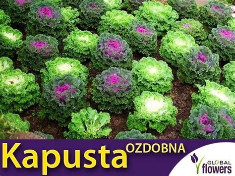 Kapusta Ozdobna R A Kapu Ciana Nasiona Plumeria Pl