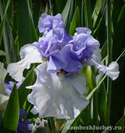 Ирис бородатый Alpenview можно купить в нашем питомнике