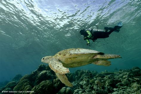 kepulauan penyu nusantara