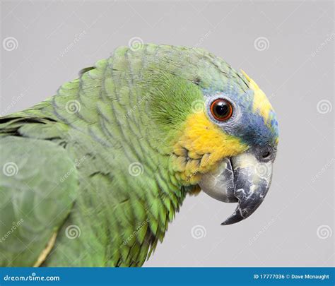 Molly Stock Photo Image Of Canon Feathers Orange Parrot 17777036