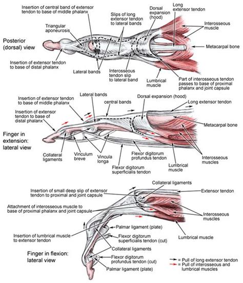 Understanding Structure Of The Hand Health Life Media