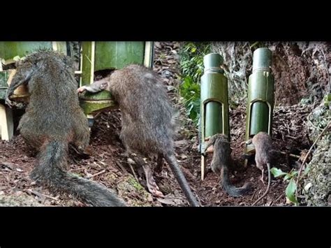 Lam Hlwb Create Amazing Bamboo Trap To Catch Rat And Squirrels In