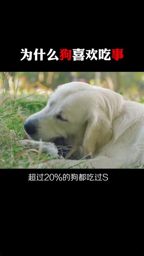 为什么狗吃屎狗吃屎的原因是什么 百答号