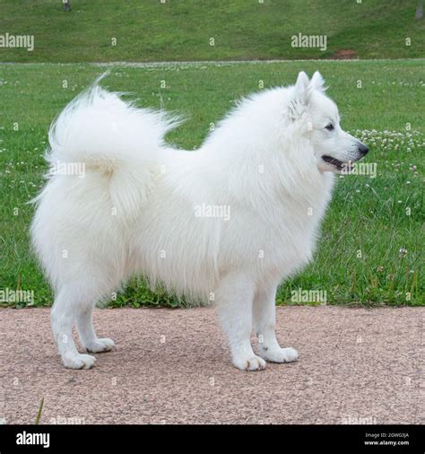 American Eskimo Dog Stock Photo Alamy