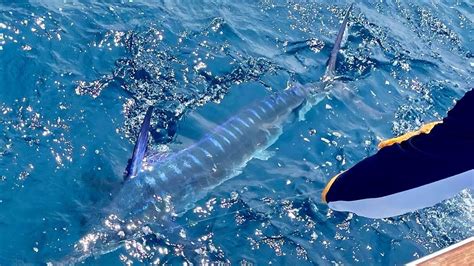 2022 East Coast Big Money Marlin Tournament Recaps: White Marlin Open ...