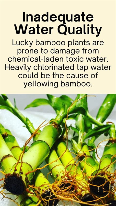 Why Do Lucky Bamboo Plants Turn Yellow Tips To Fix Them