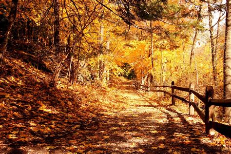 Free photo: Forest, Trail, Forest Trail, Autumn - Free Image on Pixabay ...