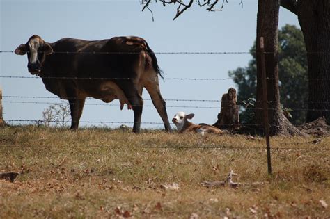 Becky's Barnyard: My New Baby Calf