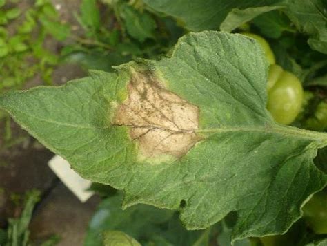 Фитофтора на помидорах – как бороться?