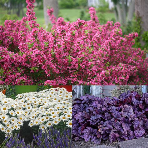 Mother's Day Collection | Perennials – Great Garden Plants