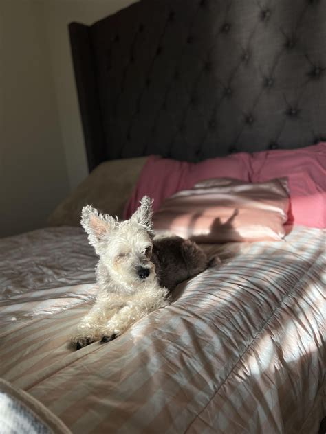 My sweet girlie. Schnauzer-poodle mix : r/schnauzers